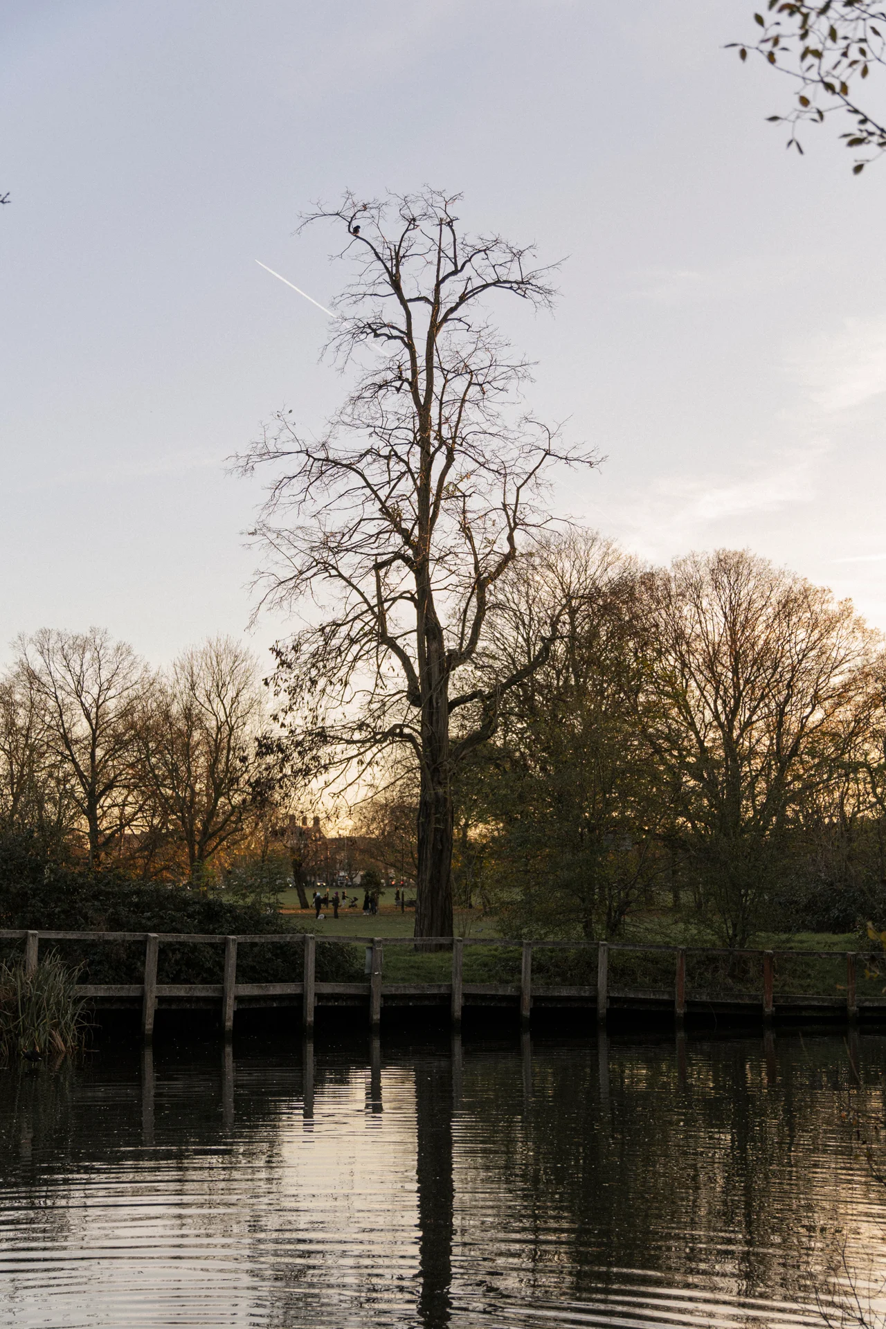 The tree by the water at Wandsworth Common at sunset